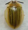 Zatrephina lineata